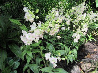 20151122-036.jpg