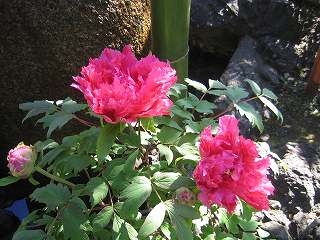 20100109-005.jpg