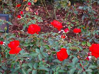 20101016-027.jpg