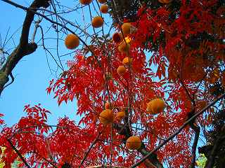 20101127-001.jpg