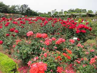 20130525-006.jpg