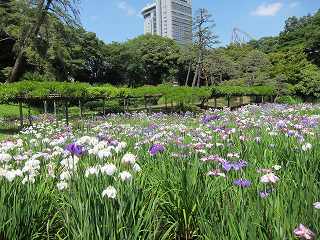 20130608-047.jpg