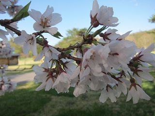 20140502-074.jpg