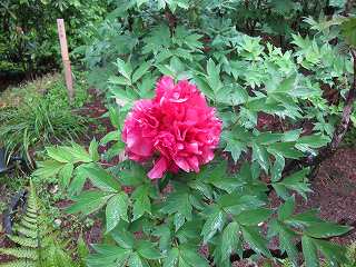 20140505-009.jpg