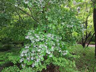 20140505-022.jpg